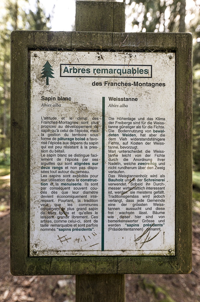 Gros sapin – Forêt de la Neuvevelle