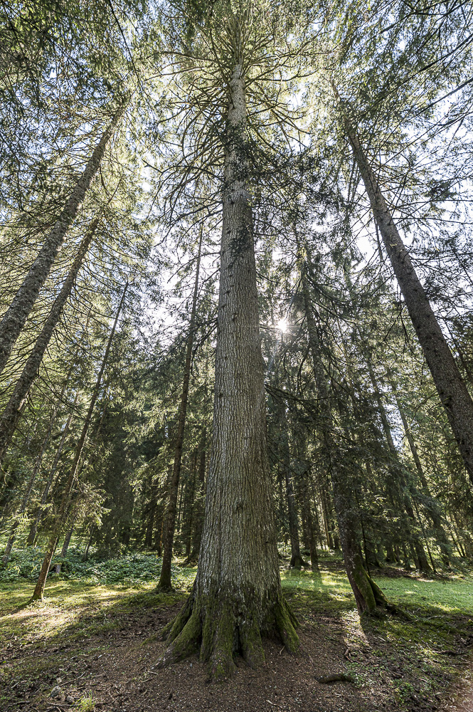 Gros sapin – Forêt de la Neuvevelle